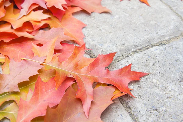カラフルな樫の木の葉のクローズ アップ — ストック写真