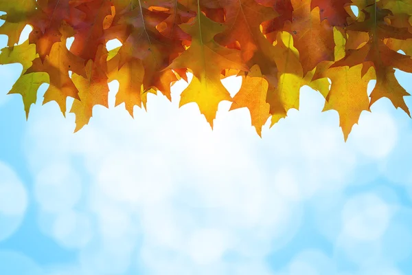 Árbol de roble colgante Hojas Cielo Fondo —  Fotos de Stock