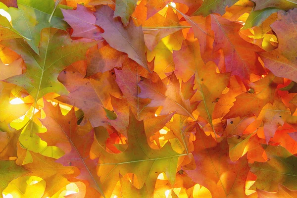 Backlit Pile of Oak Tree Leaves — Stock Photo, Image