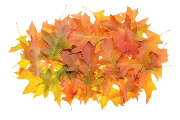 Pile of Oak Leaves in Autumn — Stock Photo, Image