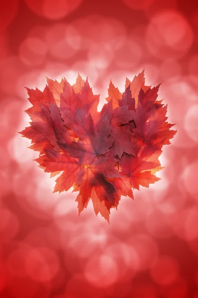 Forme de coeur Feuilles d'érable fond rouge — Photo