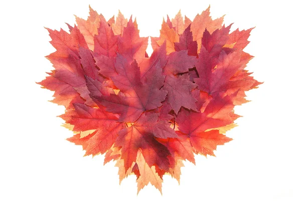 Feuilles d'érable rouges formées en forme de coeur — Photo