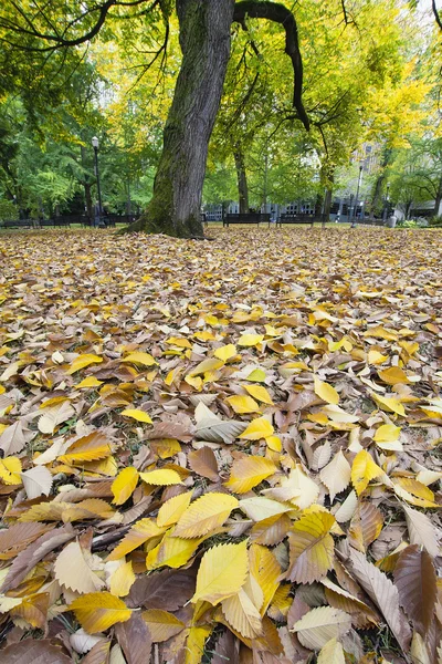 Höstlöv i centrala park — Stockfoto