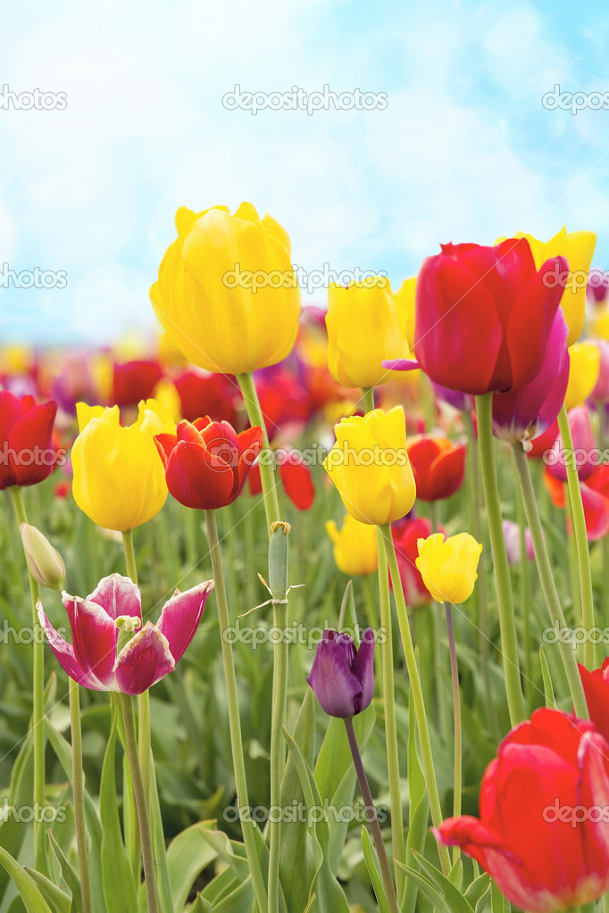 Field of Tulip Flowers Against Blue Sky
