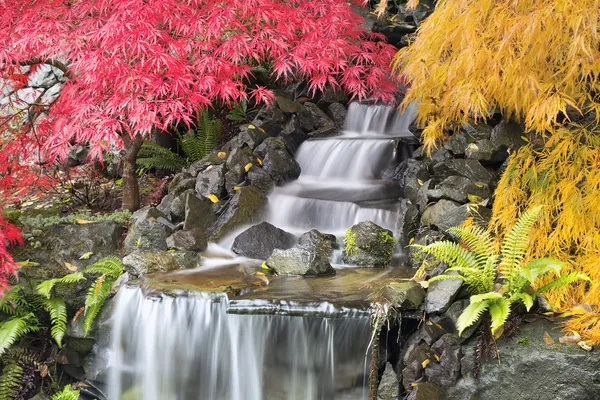 Cachoeira do quintal com árvores de bordo japonesas — Fotografia de Stock