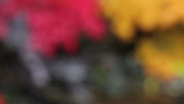 Водоспад Кленовий Дерева в осінніх кольорах з фоном Боке — стокове відео
