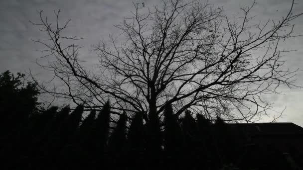 Árboles y nubes oscuras en invierno en la espeluznante noche Timelapse — Vídeo de stock