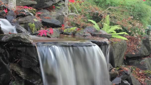 Timelapse van waterval in achtertuin tuin in de herfst — Stockvideo