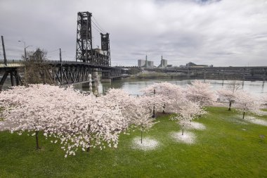 kiraz çiçekleri willamette Nehri