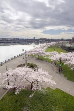 kiraz çiçekleri ağaçlar willamette Nehri sahil boyunca