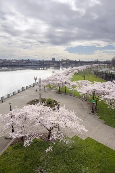 Cereja flores árvores ao longo Willamette River Waterfront — Fotografia de Stock