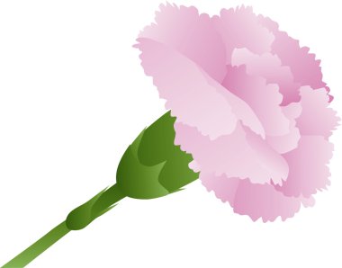 pembe karanfil çiçek şekil