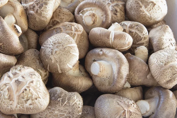 Свіжі гриби шиітаке крупним планом — стокове фото