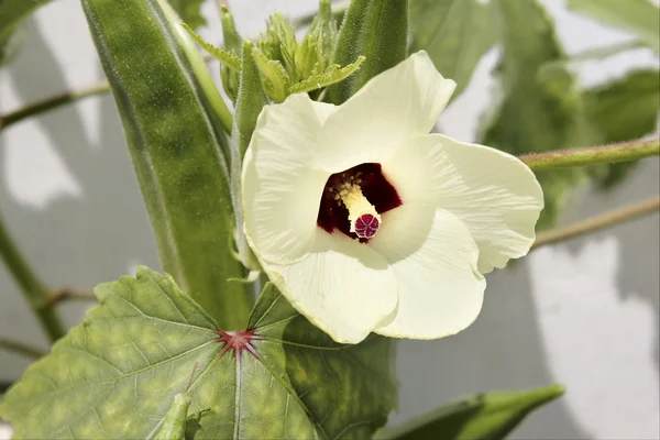 Okra Plant Flower Closeup — Stock Photo, Image