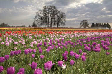 Bahar Lale çiftliğinde