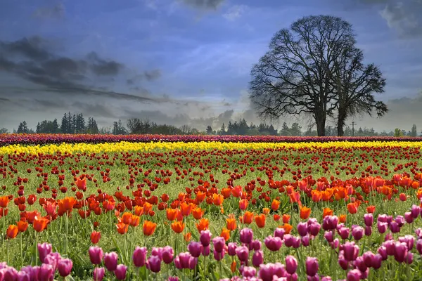 Tulipani in fiore nella stagione primaverile — Foto Stock