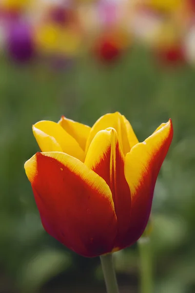 Красный и желтый тюльпан крупным планом — стоковое фото