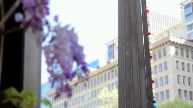 wisteria bitki yön Rüzgar gülü arka planda 1080 p hareket ile tırmanma