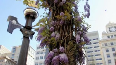 Wisteria asma tesisi weather vane ile çiçek açan çiçekler ile neşeli bahar gününde 1080 p tırmanma