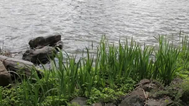 Lago Oswego em Oregon água em movimento com íris folhosos, rochas e troncos na primavera 1920x1080p — Vídeo de Stock