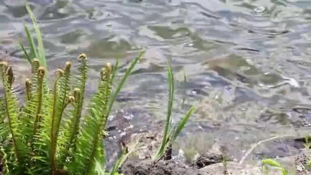 Lake Oswego Oregon with Ferns and Moving Water in Spring Season 1080p — Stock Video