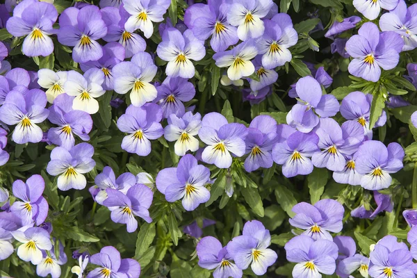 Pansy fiori sfondo — Foto Stock