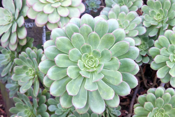 Hen and Chicks Succulent Plant Macro — Stok fotoğraf