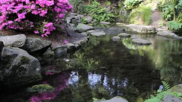 瀑布的杜鹃花鲜花，岩石、 蕨类和苔藓水中的倒影在晶体中泉杜鹃花园俄勒冈州的波特兰 1080p — 图库视频影像