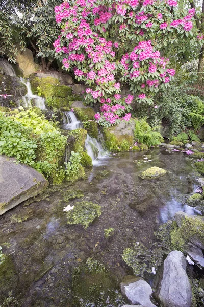 Rododendro Fiori rosa che sbocciano sulla cascata — Foto Stock