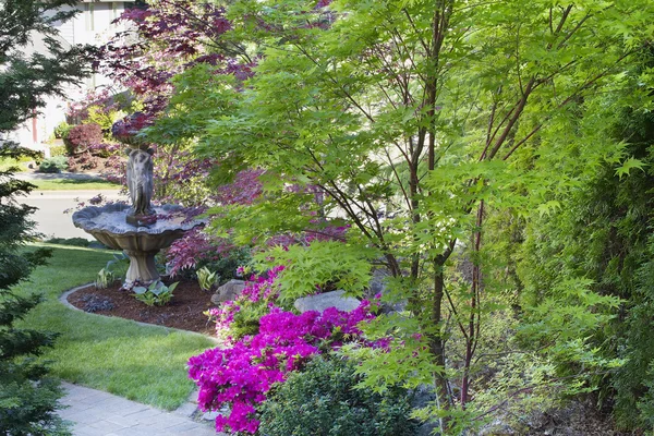 Corteza de Coral Árbol de arce japonés en primavera — Foto de Stock