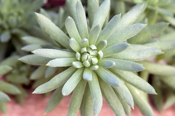 Tavuk ve piliç minyatür lezzetli makro — Stok fotoğraf