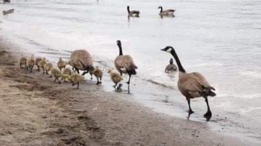 Kanada kazlar ve besleme ve kumlu plaj boyunca lake oswego Oregon willamette Nehri boyunca bahar mevsimi 1920 x 1080 yürüyüş bebek kuşlar