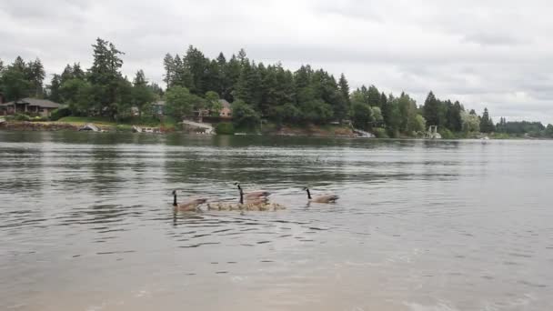 Canada Geese and Baby Goslings in Water along Willamette River Spring Season in Lake Oswego 1920x1080 — Stock Video