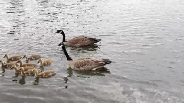 Rodina Kanady husy a housata, plavání ve vodě podél břehu řeky willamette v lake oswego oregon 1080p — Stock video