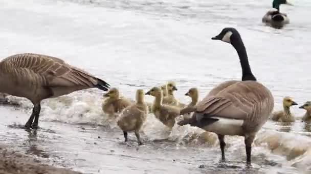 Famílias do Canadá Gansos e Goslings em Sandy Beach ao longo do rio Willamette no Lago Oswego Oregon Natação e alimentação 1080p — Vídeo de Stock