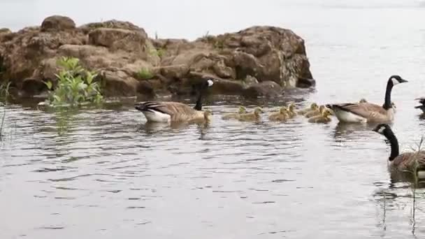 Rodzin gęsi Kanada i pisklęta gęsie, pływanie wzdłuż brzegów rzeki willamette w lake oswego 1080p — Wideo stockowe