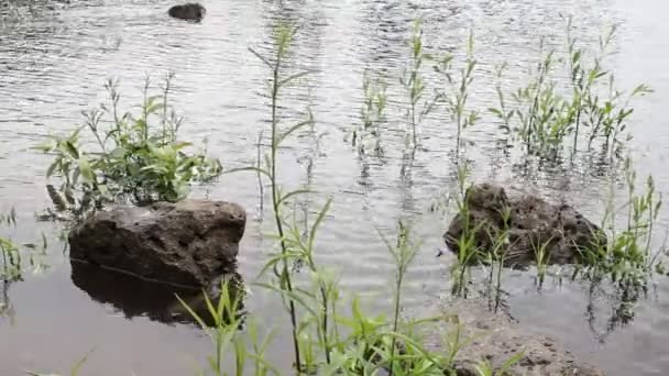 Bewegen von Wasser mit Steinen und grünem Gras entlang willamette Fluss Frühlingssaison an einem luftigen Tag 1080p — Stockvideo