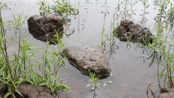 Felsen und grünes Gras im Wasser Creek Frühling Saison im See oswego oregon an einem leichten windhellen Tag 1080p — Stockvideo