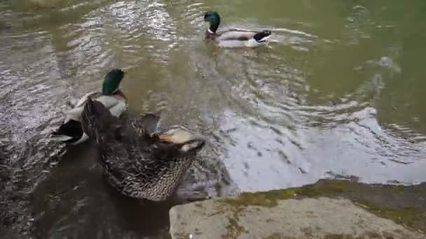 Canards colverts nageant et se toilettant dans l'eau au bord de la rivière Willamette en Oregon 1080p — Video