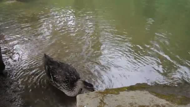 Pato de pato Mallard fêmea banhando-se e lavando-se na estação 10080p da mola da água — Vídeo de Stock