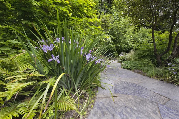 Sentiero giardino in ardesia con iridi dell'Oregon — Foto Stock