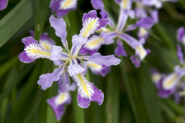 Oregon Iris in Bloom Primo piano — Foto Stock