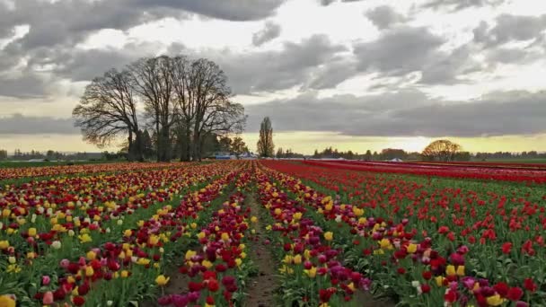 Фестиваль деревянных тюльпанов в Вудберне, Орегон с красочными цветами тюльпанов, цветущими весной на закате в день бурного облака 1920x1080 — стоковое видео