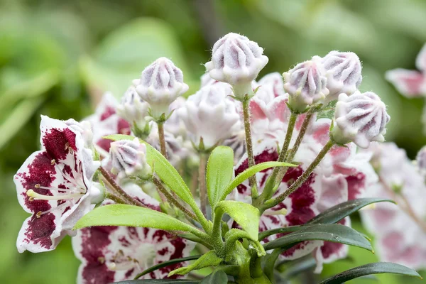 Montagna Laurel Fiori Minuetto Primo Piano — Foto Stock