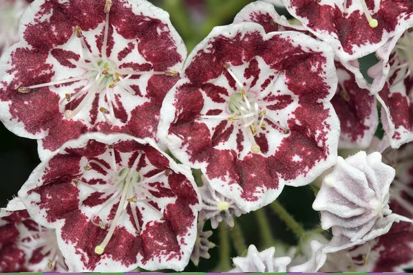 Mountain laurel kwiaty makro Menuet — Zdjęcie stockowe