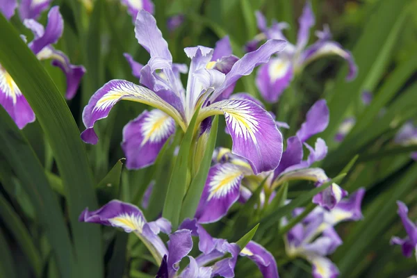 Iridi dell'Oregon Primo piano in fiore — Foto Stock