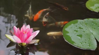 pembe nilüfer çiçek çiçek açan ve yeşil zambak yastıkları 1920 x 1080 ile Bahçe su birikintisi içinde yüzmeye koi balıkları