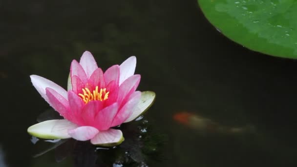 Poisson de koï nageant dans l'étang d'eau de jardin avec fleur rose de lys d'eau et coussinets verts de lis 1920x1080 — Video