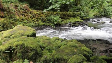 Cedar creek grist değirmen dere yeşil yosun yapraklar ve ağaçlar 1920 x 1080 akan su ile