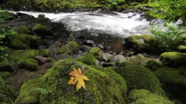 Cedar creek woodland washington güzel akarsu hidro iktidardan 1920 x 1080 closeup harnessed tarihi grist değirmen ev olduğunu.